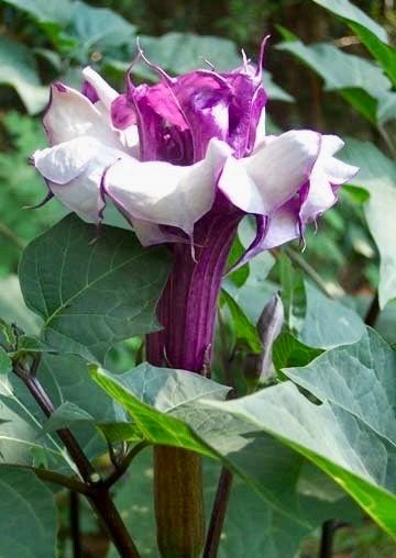 Ballerina Mix Devil’s Trumpet Seeds ~ Datura Metel ~ Fresh Seeds ~ Blooms ~ Flowers ~ Instead of Flowers ~