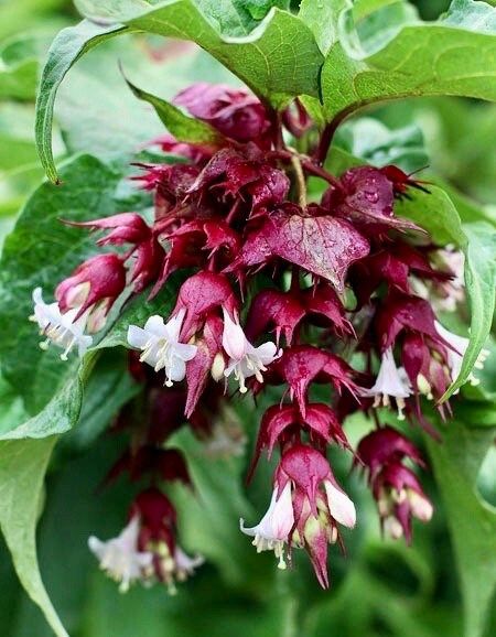 Rare Gold Leaf Himalayan Honeysuckle Seeds ~ Leycesteria Formosa ~ Plants ~ Garden ~ Grow Your Own ~ Spring Flowers ~ Unique