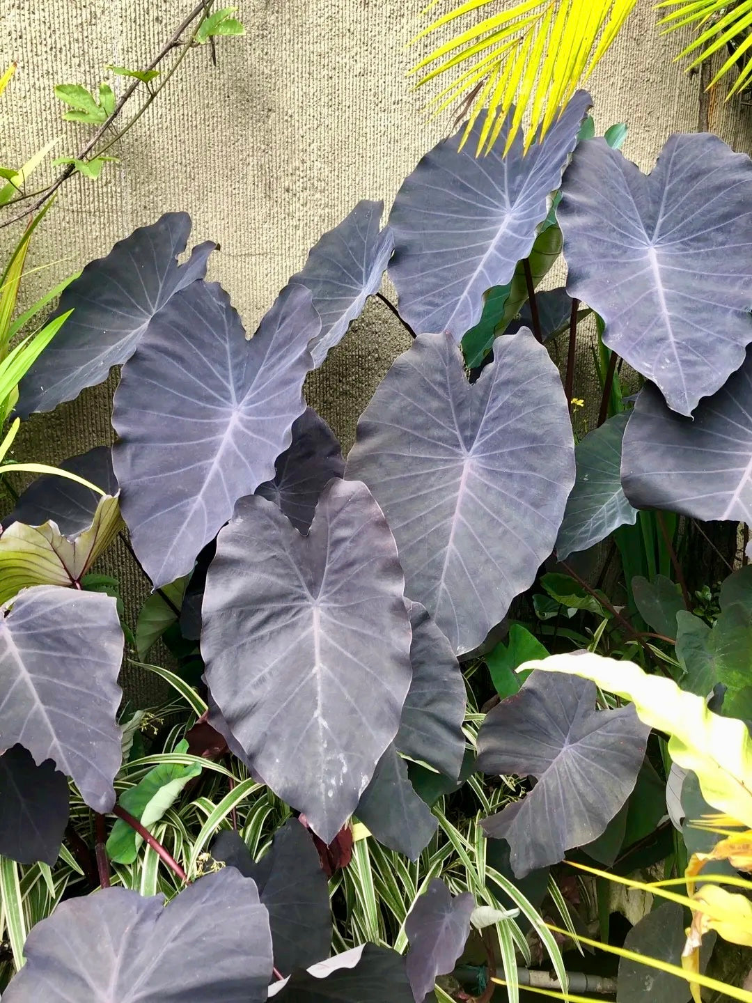 Colocasia Black Magic Seeds ~ Black Elephant Ear Plant ~ Taro ~ Araceae ~ Houseplants ~ Green House ~ Gardening ~ Spring ~ Cool Plants