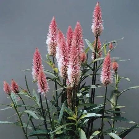 Celosia Flamingo Feather Seeds ~ Grow Your Own ~ Spring Flowers ~ Instead of Flowers ~ Bouquets ~ Died Flowers ~ Pretty ~ Pink