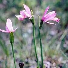 Pogonia Ophioglossoides Orchid Starter Grow Kits ~ Snakemouth Orchids ~ Rose Pogonia ~ Stocking Stuffers