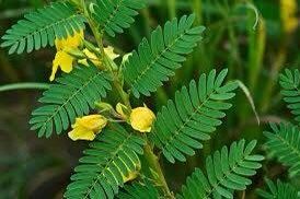 Sensitive Partridge Pea SEEDS ~ Sleepingplant ~ Beach Sensitive Pea ~ Sensitive Plant ~ Sensitive Fern