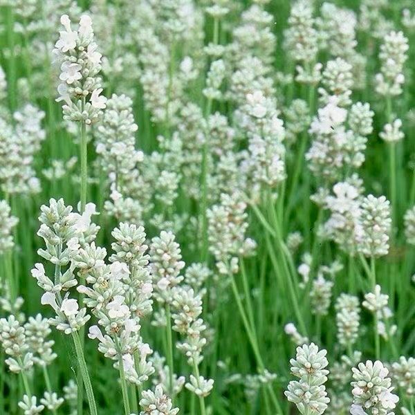 lavender plant with white flowers Rare White Lavender ~ Lavendula Ellagance ~ Plants ~ Garden ~ Grow You – Your Plant Bitch
