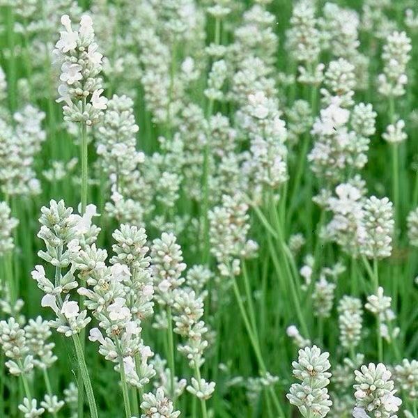 Rare White Lavender ~ Lavendula Ellagance ~ Plants ~ Garden ~ Grow Your Own ~ Spring Flowers ~ Instead of Flowers ~ Died Bouquets