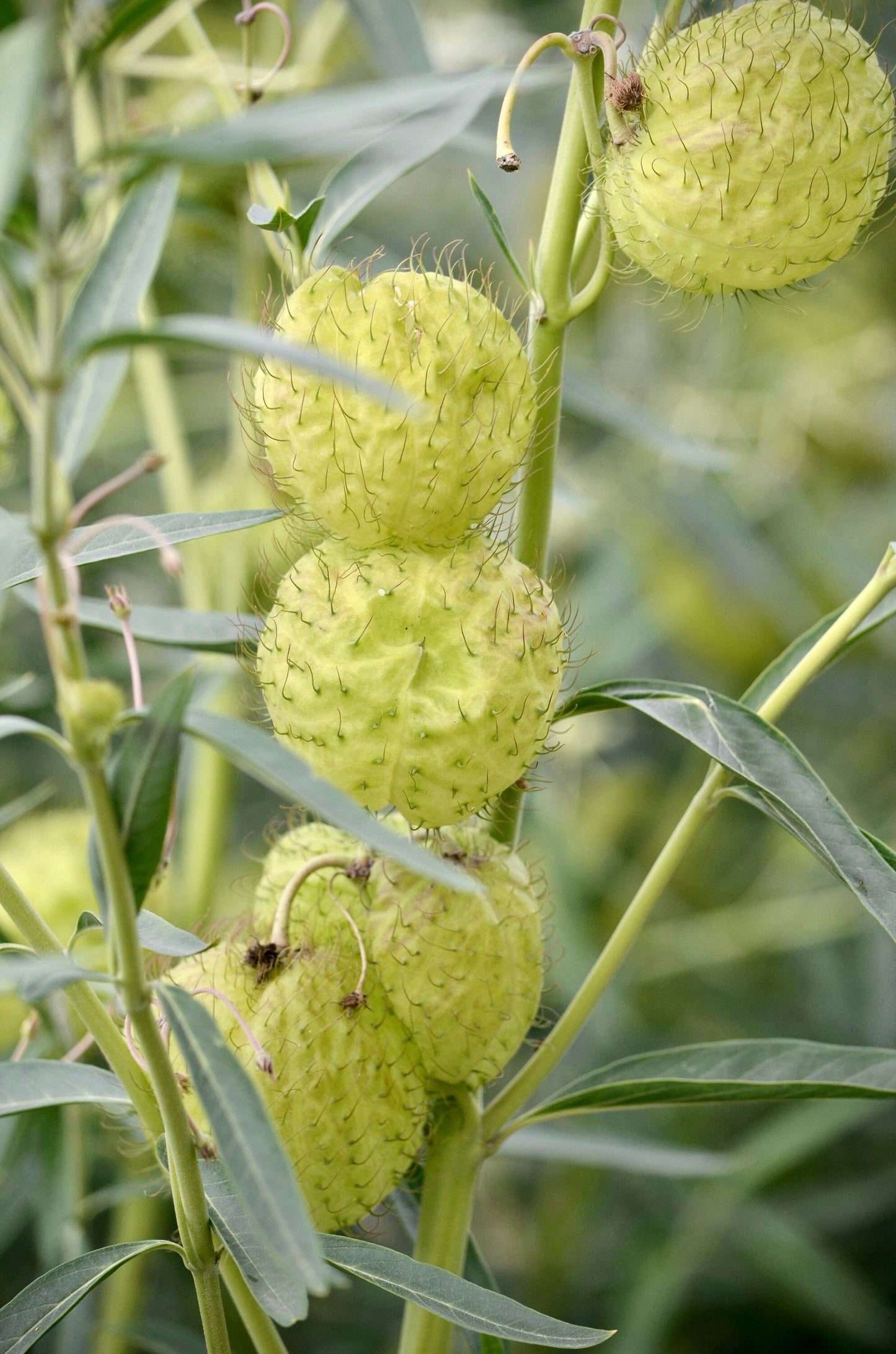 Hairy Balls Seeds ~ Jewels OG ~ Gomphocarpus Physocarpa ~ Balloon Plant ~ Milkweed Plants ~ Garden ~ Grow Your Own ~ Spring Flowers