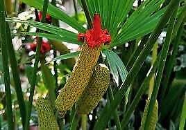 Carludovica Palmata Seeds ~ Toquilla Palm ~ Jipijapa Palm ~ Jungle Drum ~ Panama