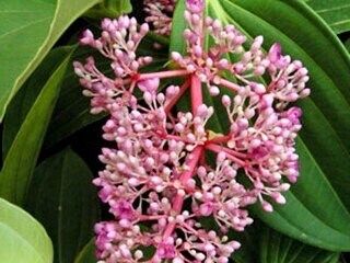 Magenta and Pink Medinilla Cummingii Seeds ~ Chandelier Tree ~ Snowy Medinilla ~ Malaysian Orchid