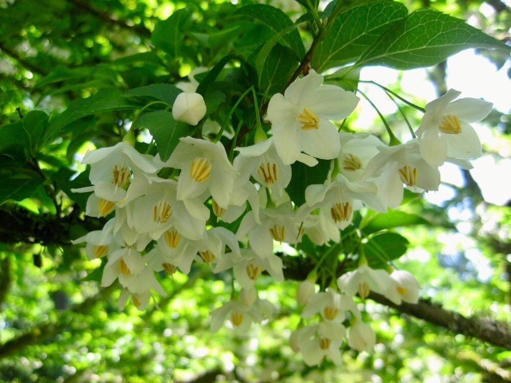 White Japanese Snowbell Seeds ~ Styrax Japonicus ~ Grow Your Own ~ Spring ~ Houseplants ~ Bonsai ~ Beautiful Flowers