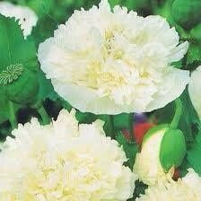 Cream Peony Poppies ~ Papaver Paeoniflorum  ~ Cool Flowers ~ Rare ~ Heirloom