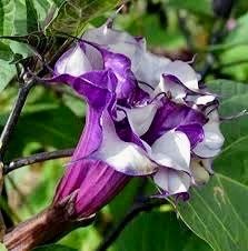 Purple Queen Devil’s Trumpet Seeds ~ Datura Metel ~ Fresh Seeds ~ Blooms ~ Flowers ~ Instead of Flowers ~