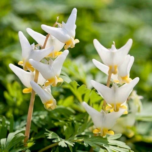 Dutchman's Breeches Seeds ~ Dicentra Cucullaria ~ Plants ~ Garden ~ Grow Your Own ~ Spring Flowers ~ Instead of Flowers ~ Presents