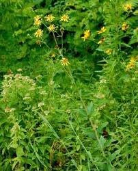 Silphium Glutinosum Seeds ~ Sticky Rosinweed ~ Unique and Rare