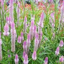 Celosia Flamingo Feather Seeds ~ Grow Your Own ~ Spring Flowers ~ Instead of Flowers ~ Bouquets ~ Died Flowers ~ Pretty ~ Pink