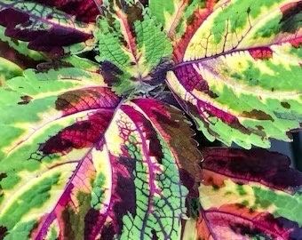 Watermelon Coleus Seeds ~ Plants ~ Garden ~ Grow Your Own ~ Spring Flowers ~ Instead of Flowers ~ Flowers ~ Houseplants