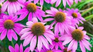 Bright Purple Coneflower Seeds ~ Echinacea Hybrid ~ Flowering Plant ~ Unusual Flowers ~ Flower ~ Growing Flowers ~ Garden ~ Plant