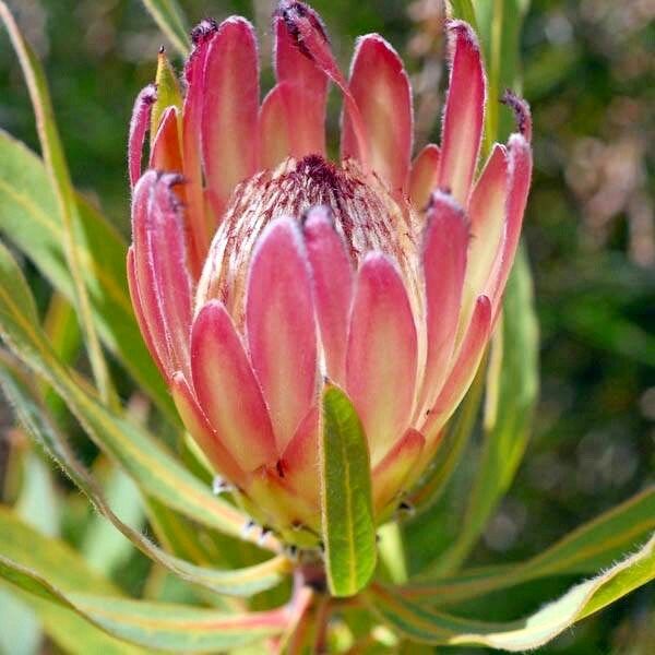 South African Burchell's Sugarbush Seeds ~ Protea Burchellii ~ Bouquets ~ Plants ~ Rare ~ Grow Your Own ~Tropical Flowers ~ Exotic Flowers