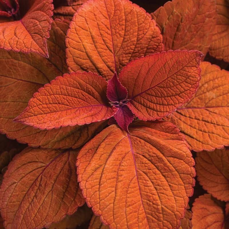 Orange Coleus Seeds ~ Plants ~ Garden ~ Grow Your Own ~ Spring Flowers ~ Instead of Flowers ~ Houseplants ~ Houseplant