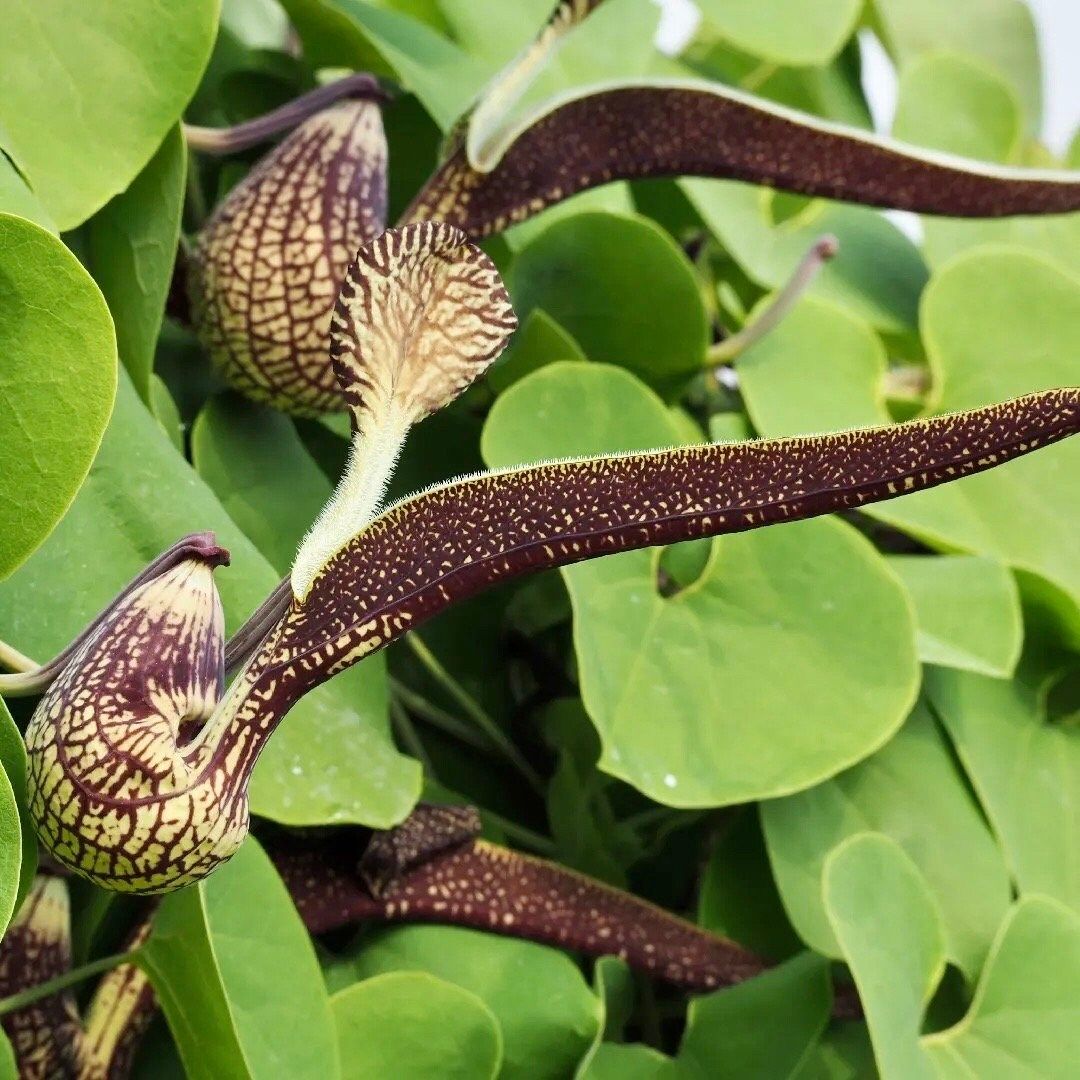 Unique Gaping Dutchman's Pipevine ~ Aristolochia Ringens ~ Bizarre Flowets ~ Plants ~ Cool Flowers ~ Exotic