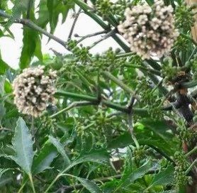 Polyscias Fruticosa ~ Ming Aralia ~ Parsley Aralia ~ Chinese Aralia ~ Tea Tree ~ Bonsai Tree ~ Happy Plant ~ Easy to Grow House Plant