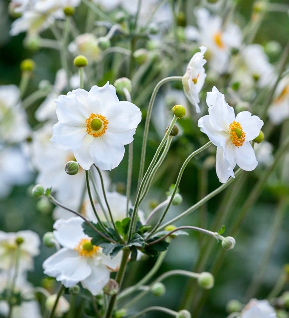 White Japanese Anemone Seeds ~ Anemone Hupehensis ~ Thimbleflower ~ Wildflowers ~ Heirloom ~ Bouquet ~ Fresh Cut Flowers ~ Wedding