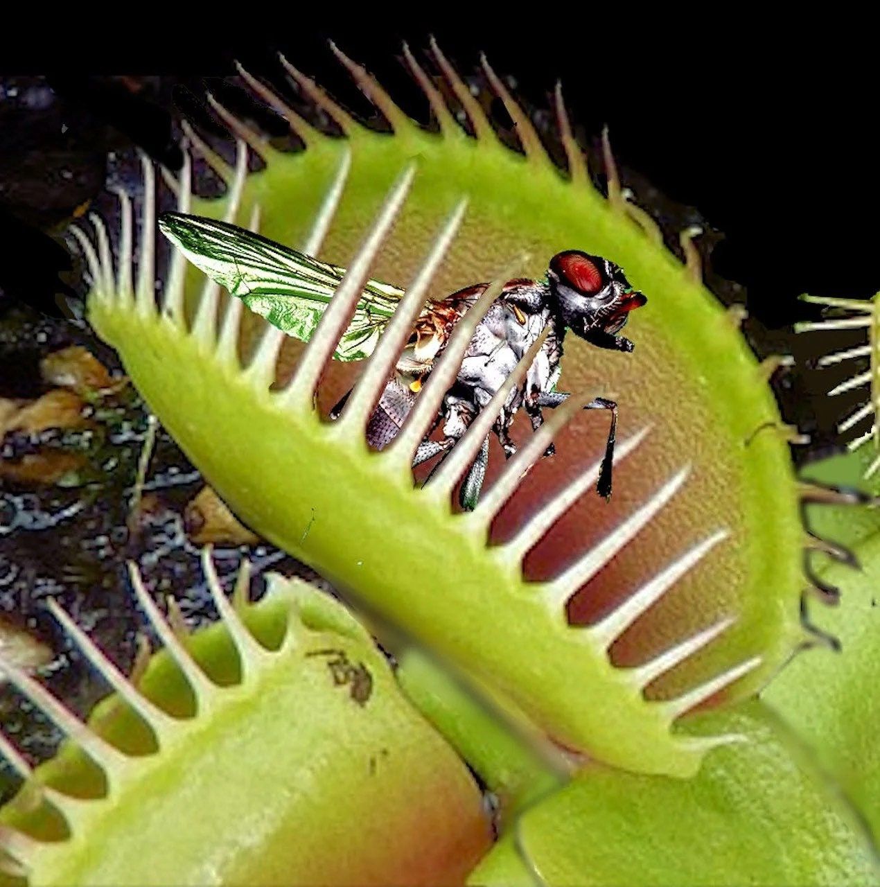 Venus Flytrap with Flower Vase ~ Dionaea Muscipula ~ Carnivorous Plants ~ Carnivore ~ Houseplant