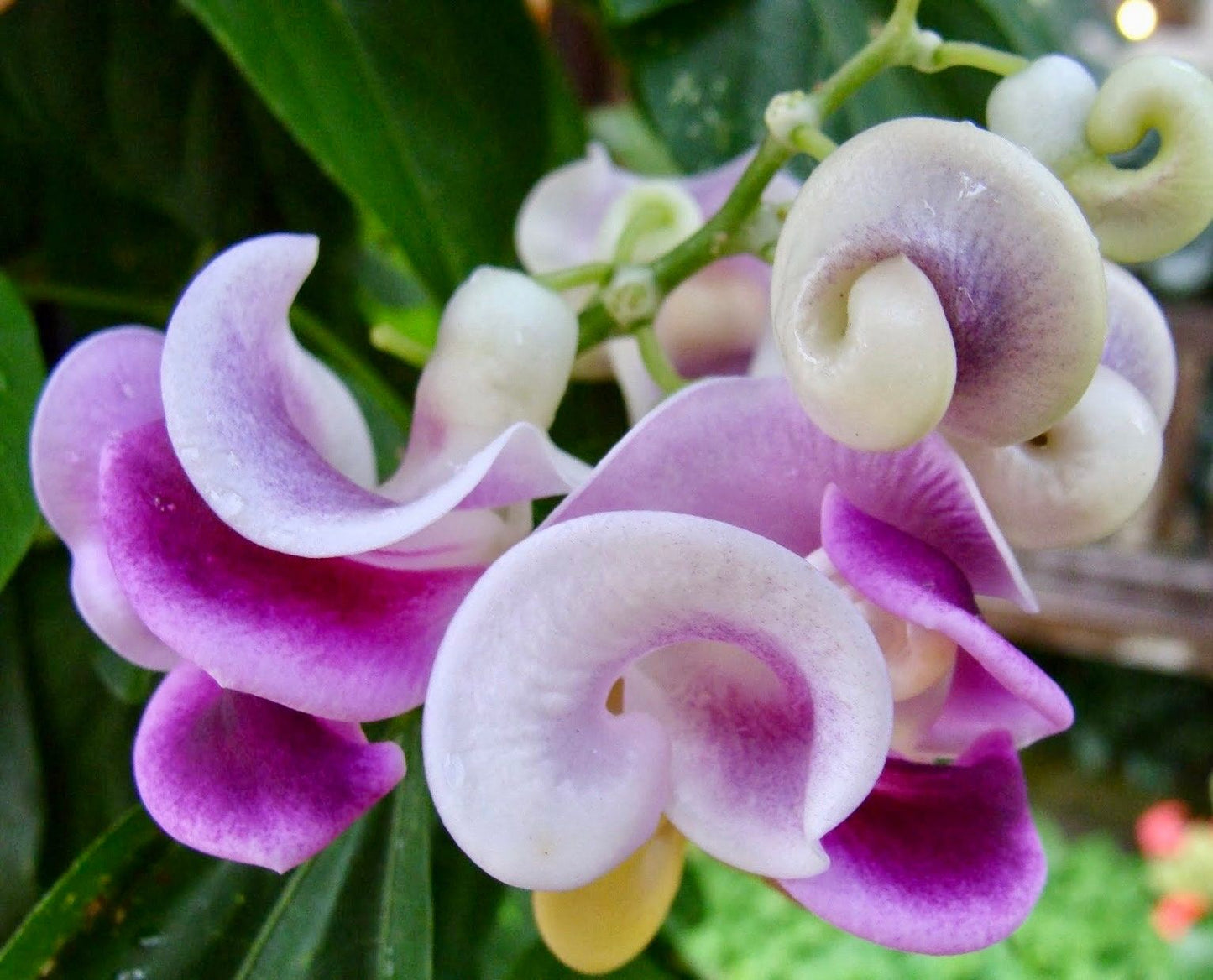 Snail Vine Seeds ~ Vigna Caracalla ~ Fragrant ~ Garden ~ Exotic ~ Unique ~ Tropical