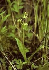 Liparis Loeselii Seeds ~ Fern Orchid ~ Yellow Widelip Orchid ~ Bog Twayblade ~ Orchids ~ Usual Flowers ~ Exotic Flower