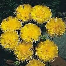 Sweet Sultan Flower Seeds ~ Annual  Flowers ~ Spring Time ~ Gardener ~ Gardens ~ Fresh Cut Flowers ~ Bouquet