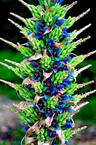 Rare Sapphire Tower Seeds ~ Puya Alpestris ~ Puya Alpestris Gaytic ~ Exotic ~ Beautiful ~ Jade