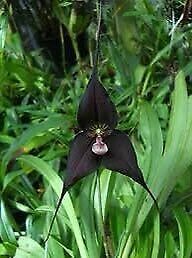 Black Dracula Orchid Seeds ~  Dracula Benedictii ~ Exotic ~ Vampire ~ Black