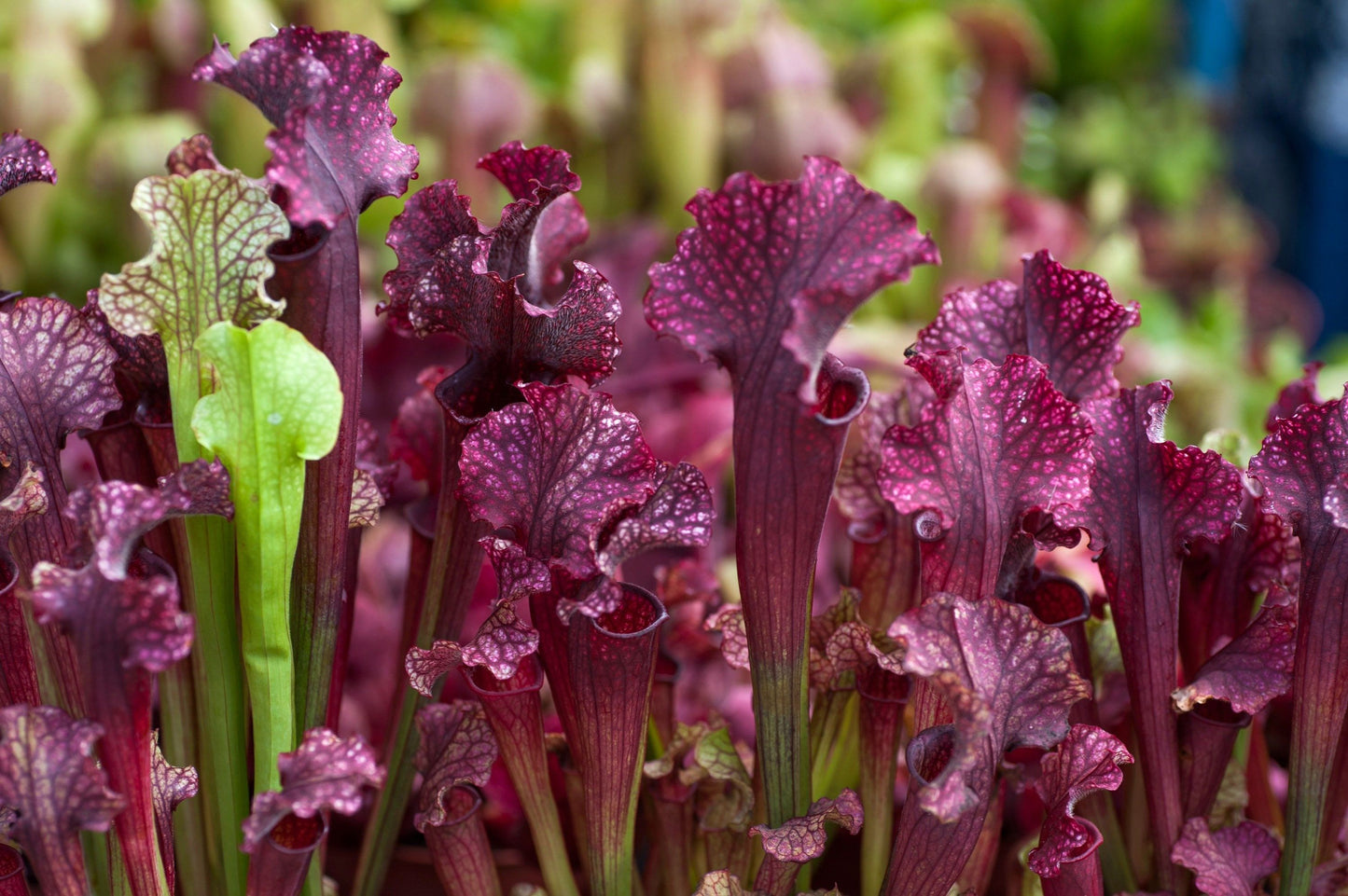 Sarracenia Purpurea ~ The Purple Pitcher Plant ~ Northern Pitcher Plant ~ Turtle Socks ~ Side-Saddle Flower ~ Carnivorous Plant