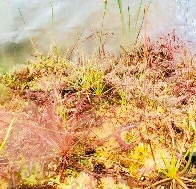 Various Drosera Seeds~Carnivorous Plants~Carnivore~Drosera Capensis~ Spatulata~Tokaiensis ~ Sundews~Science Projects~Grow UR Own