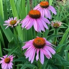 Bright Purple Coneflower Seeds ~ Echinacea Hybrid ~ Flowering Plant ~ Unusual Flowers ~ Flower ~ Growing Flowers ~ Garden ~ Plant