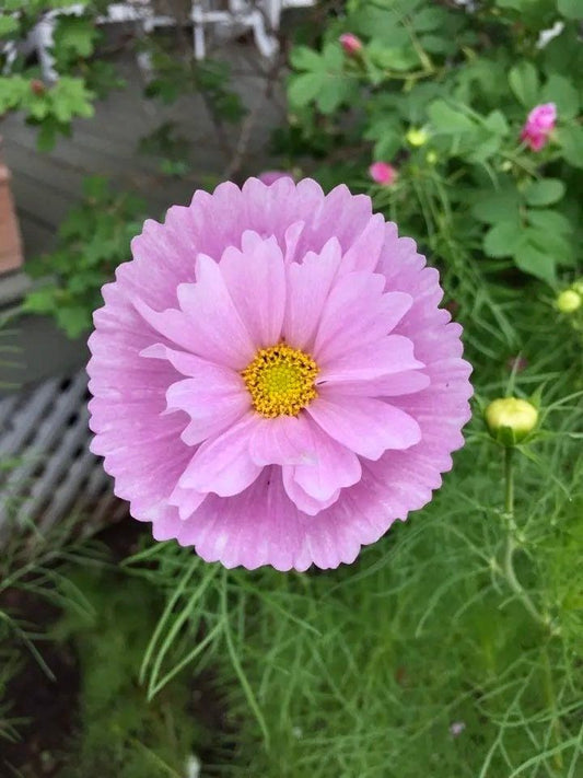 Cosmos Cupcake Blush Seeds ~ Cosmos ~ Cool Flowers ~ Grow Your Own ~ Butterflies ~ Bees ~ Annual ~ Summer ~ Spring ~ Bouquets