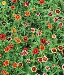 Zinnia “Jazzy Mix” Seeds ~ Flowers ~ Butterflies Love ~ Non-GMO Seeds ~ Cool Flowers ~ Rare