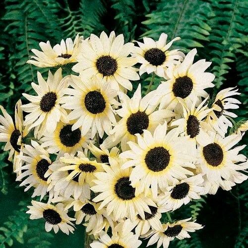 Italian White Sunflower Seeds ~ Helianthus Annuus ~ Pretty Flowers ~ Garden ~ Fall ~ Heirloom Seeds ~ Autumn