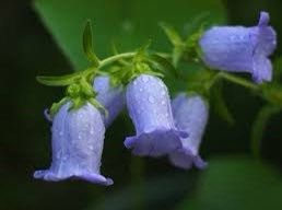 Mixed Canterbury Bells Seeds ~  Campanula Medium ~ Biennial Bloom ~ Spring Time