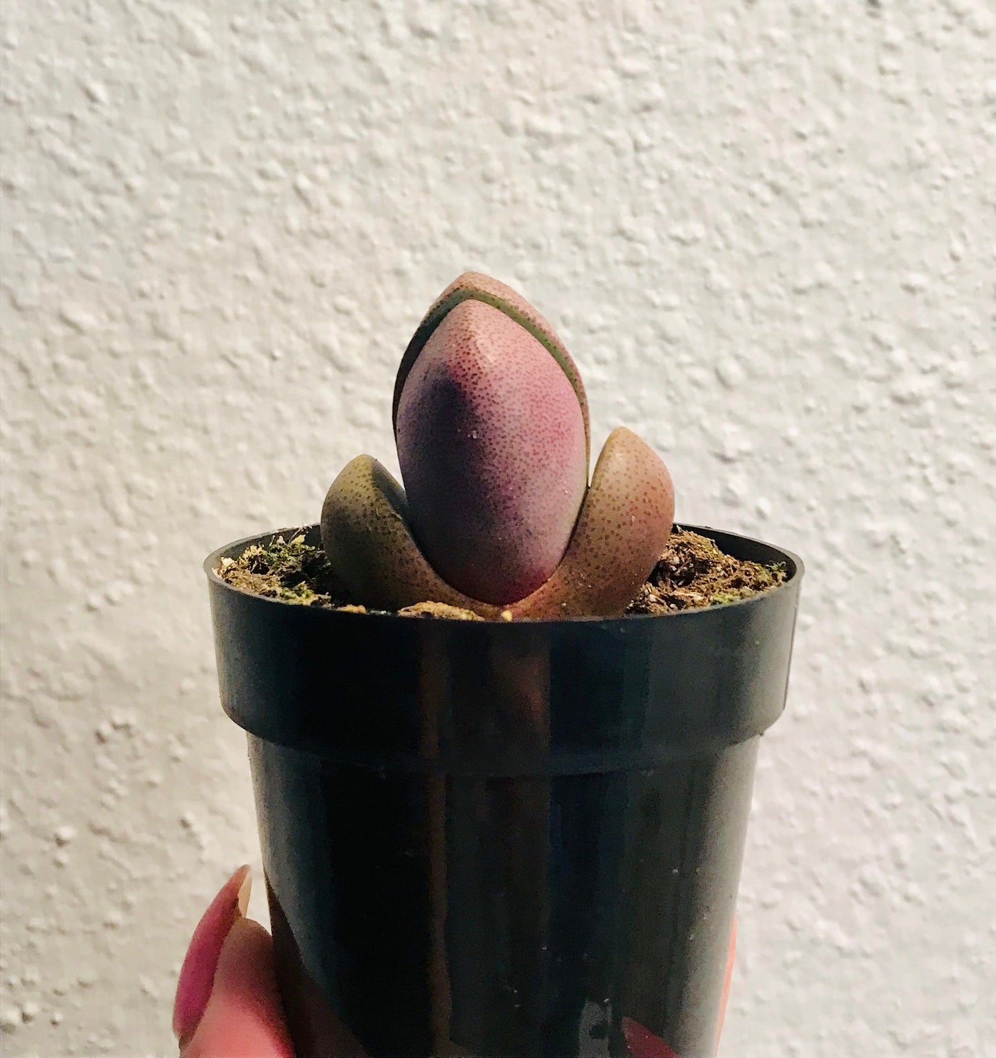 Royal Flush ~ Mimicry Plant ~ Pleiospilos Nelii ~ Purple Split Rock ~ Cleft Stone ~ Succulent