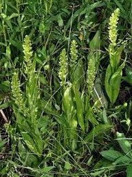 Platanthera Flava Seeds ~ The Palegreen Orchid ~ Orchids ~ Usual Flowers ~ Exotic Flower