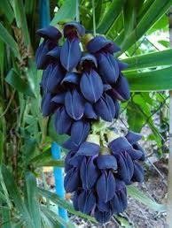 Rare Black Jade Vine Seeds ~ Mucuna Benettii ~ Mucuna Bennettii ~ Mucuna Warburgii ~ Mucuna Albertisii ~ Mucuna ~ Heirloom ~ Exotic