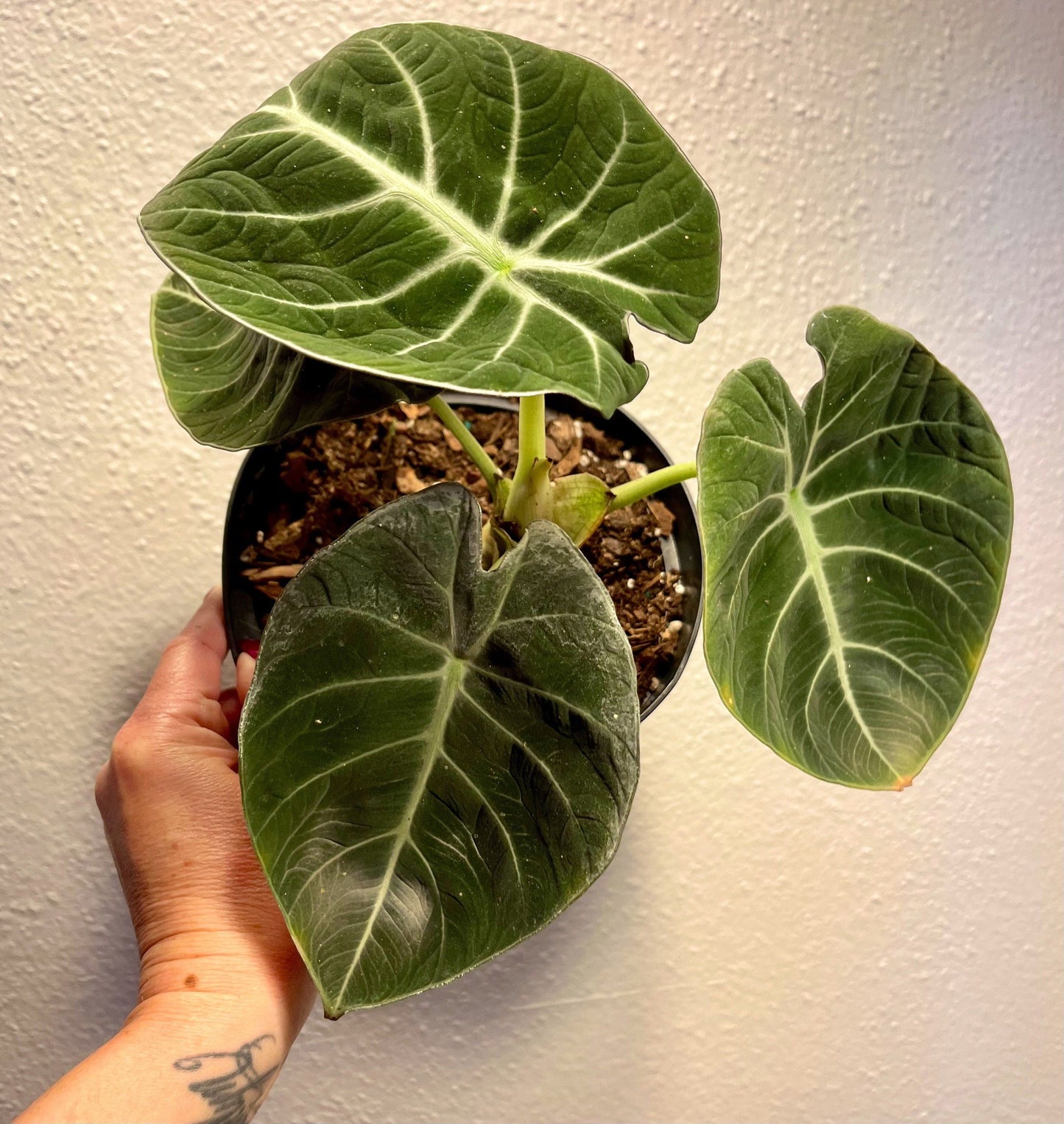 Black Velvet Elephant Ear ~ Giant Taro ~ Alocasia Reginula ~ Alocasia Black Velvet ~ Little Queen Alocasia Indoor Plants ~ Live House Plant