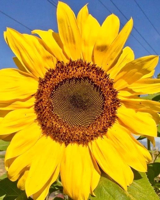 Perveredovik Sunflower Seeds ~ Fall ~ Heirloom Seeds ~ Autumn