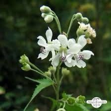 Virginia Fanpetals Seeds ~ Virginia Mallow Ripariosida Hermaphrodita