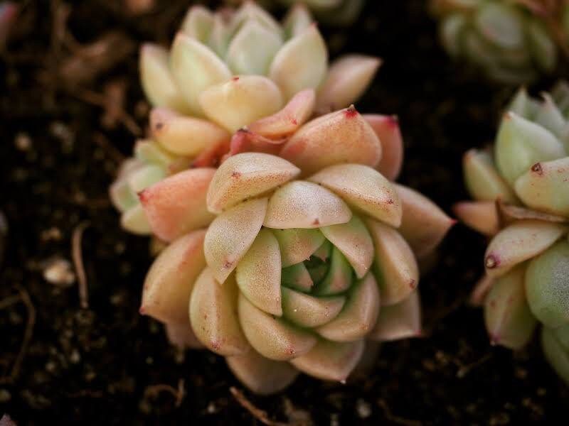 straw like succulent Echeveria Malgan Seeds ~ Plants ~ Colored ~ Succulents ~ Wheat Straw ~ – Your Plant Bitch