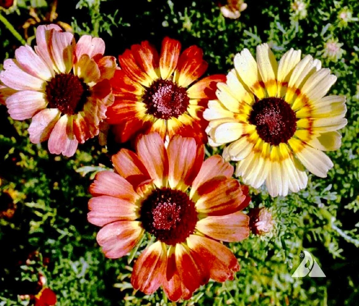 Mix Painted Daisy Seeds ~ Tanacetum Coccineum ~ Chrysanthemum Coccineum ~ Bouquets ~ Spring ~ Gardeners ~ Flowers