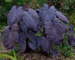 Colocasia Black Magic Seeds ~ Black Elephant Ear Plant ~ Taro ~ Araceae ~ Houseplants ~ Green House ~ Gardening ~ Spring ~ Cool Plants