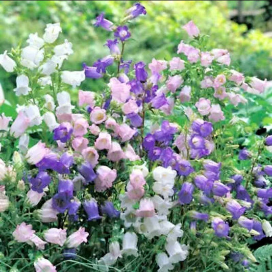 Mixed Canterbury Bells Seeds ~  Campanula Medium ~ Biennial Bloom ~ Spring Time