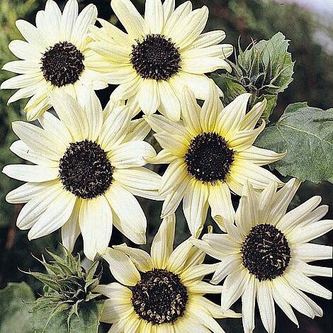 Italian White Sunflower Seeds ~ Helianthus Annuus ~ Pretty Flowers ~ Garden ~ Fall ~ Heirloom Seeds ~ Autumn