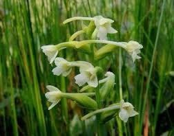 Platanthera Clavellata Seeds ~ Little Club-Spur Bog-Orchid ~ Orchids ~ Usual Flowers ~ Exotic Flower