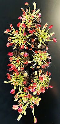 Venus Flytrap Seeds~Carnivorous Plants~Carnivore~Science Projects~Grow Your Very